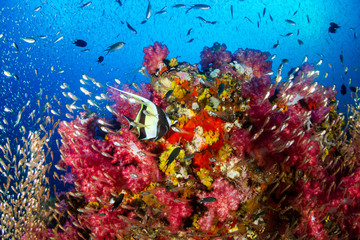 Obraz na płótnie Canvas Tropical fish and colorful corals on a tropical coral reef at Richelieu Rock in Thailand
