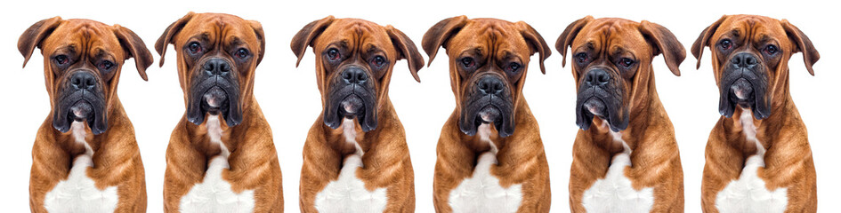 boxer dog looking isolated on a white background
