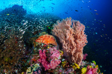Fototapeta na wymiar Tropical fish and colorful corals on a tropical coral reef at Richelieu Rock in Thailand
