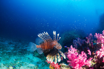 Lionfish on a dark tropical coral reef in Thailand