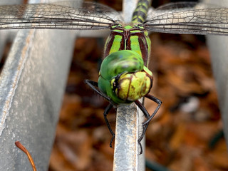 dragonfly on a blade of grass