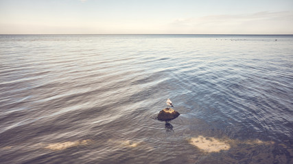 Calm seascape with a bird on a stone, color toning applied.