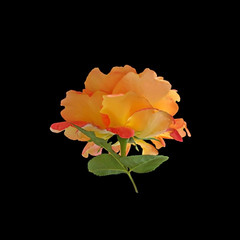 Beautiful orange rose isolated on a black background