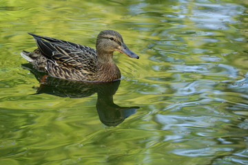 Stockente - Anas platyrhynchos