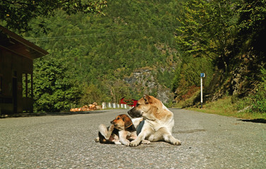 Mother Dog and Her Cute Puppy Sunbathing on the Empty Caucasus Mountain Road