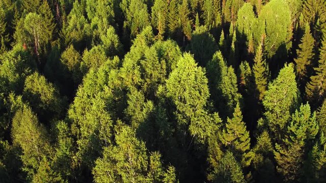 Dense coniferous forest top view aerial photography - a dense pine forest of pines and firs, with no spaces, very tight