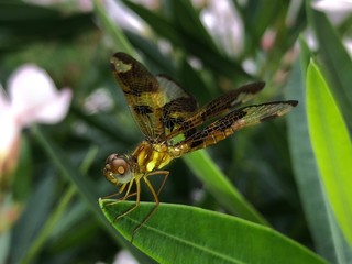 dragonfly on a blade of grass