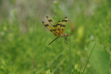dragonfly on a blade of grass
