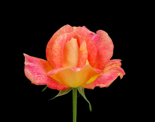 Beautiful orange rose isolated on a black background