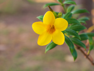 Beautiful yellow Allamanda blooming flower with green leaves plant with nature background with copy space.
