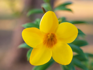 Beautiful yellow Allamanda blooming flower with green leaves plant with nature background with copy space.