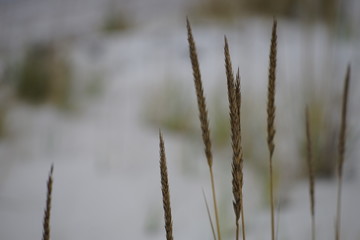 Dry ears grow on blurred natural beach background.