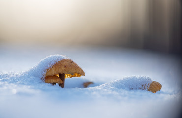 Fabulous forest at Christmas mushrooms in the snow. - 306381940