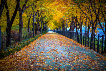 autumn in the park