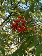 red berries on a branch