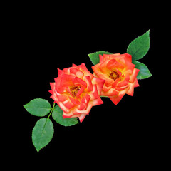 Two orange roses isolated on a black background