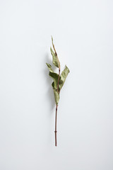 Branch on a white background.