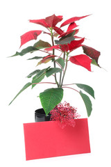 Christmas flower poinsettia and blank card on white background
