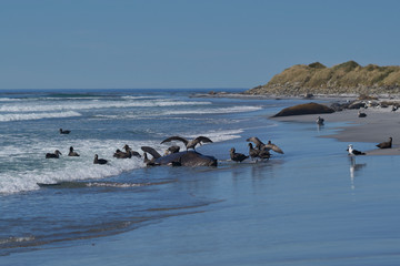 Southern Giant Petrels (Macronectes giganteus) and Northern Giant Petrels (Macronectes halli)...