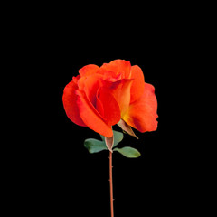 Beautiful orange rose isolated on a black background