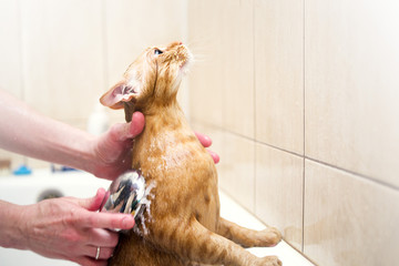 Washing the red cat in the bathroom under the shower