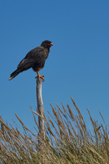 Striated Caracara (Phalcoboenus australis) in the tussock grass on the coast of Sea Lion Island in the Falkland Islands.