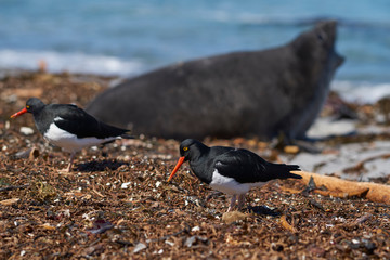 Magellanic Oystercatcher (Haematopus leucopodus) amongst the kelp on the shore of Sea Lion Island...