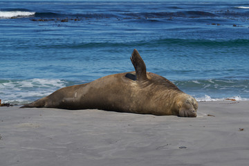Male Southern Elephant Seal (Mirounga leonina) lying on a sandy beach on Sea Lion Island in the Falkland Islands.
