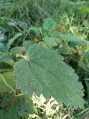 leaf with water drops