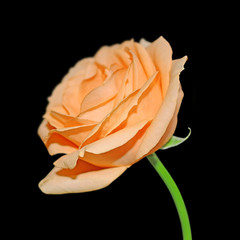 Beautiful orange rose isolated on a black background