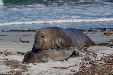 Male Southern Elephant Seal (Mirounga leonina) trying to mate with a recently weaned pup on Sea...