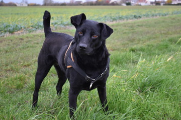 Labrador perplexe et adorable