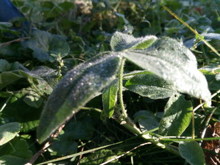 raindrops on leaves