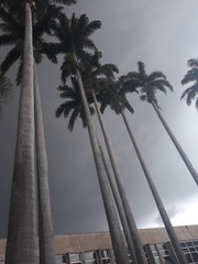 storm sky palm tree tropical