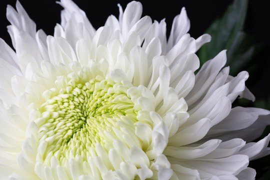 White Chyrsanthemum Flower Head with Green Heart, Close Up