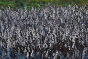 Schilf im Gegenlicht