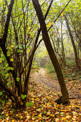 Strada perduta in mezza al bosco