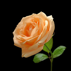 Beautiful orange rose isolated on a black background