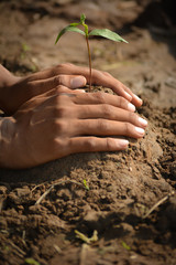 Farmer hand planting young tree on back soil as care and save wold concept