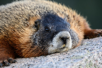 Marmot Rests Head on Large Granite Boulder