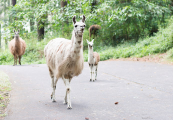 a group herd of llamas walking on a road in the forest
