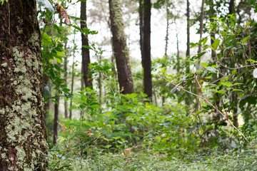 view of a tropical forest jungle in east java indonesia nature landsacape