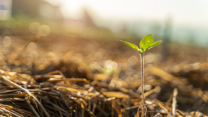 Small seedlings sprouted on the plot. On a blurry background