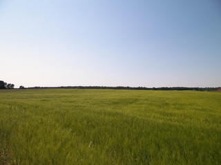 Green field in Kashubian village.