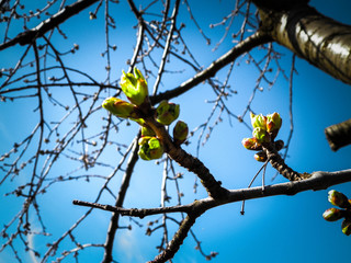 Buds on trees and green leaves.