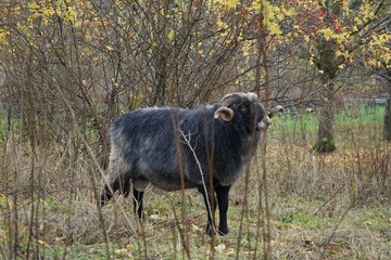 Portrait eines Widders auf einer Weide