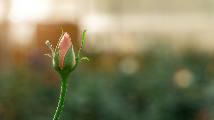 Beautiful roses in the garden on a blurred background And with warm light