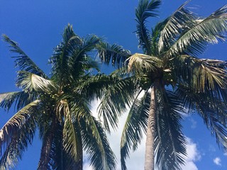 Fototapeta na wymiar palm trees with blue sky in background