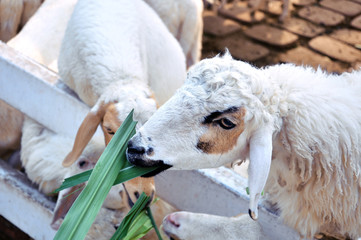 Feeding sheep