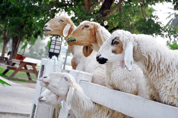 Fototapeta premium flock of sheep